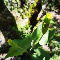 Ligularia fischeri