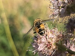 Eristalis