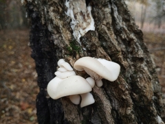 Pleurotus pulmonarius