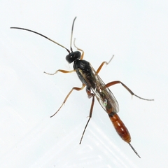 Cymodusa distincta