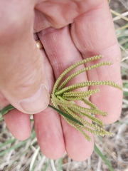 Chloris cucullata