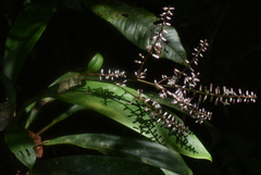 Cordyline cannifolia