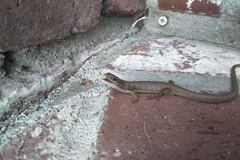 Elgaria multicarinata