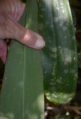 Cordyline cannifolia