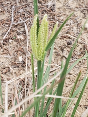 Chloris cucullata