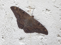Ascalapha odorata