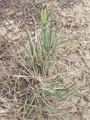 Chloris cucullata