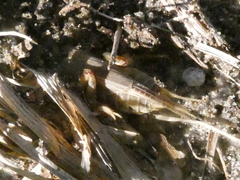 Neocurtilla hexadactyla