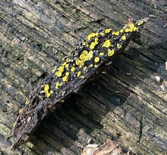 Chlorosplenium