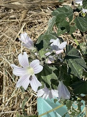 Malva preissiana