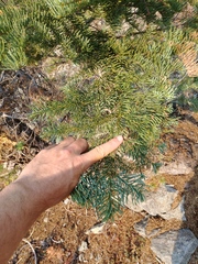 Abies magnifica