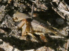 Neocurtilla hexadactyla