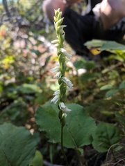 Spiranthes casei