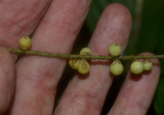 Linospadix microcaryus