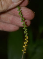 Linospadix microcaryus