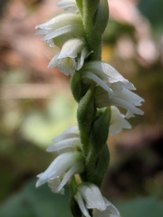 Spiranthes casei