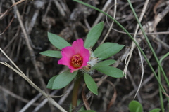 Portulaca amilis