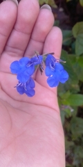 Salvia scutellarioides