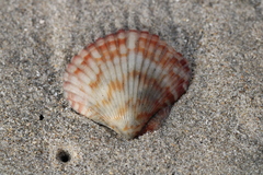 Argopecten ventricosus