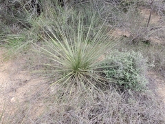 Yucca campestris
