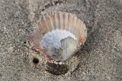 Argopecten ventricosus