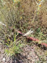 Bothriochloa barbinodis