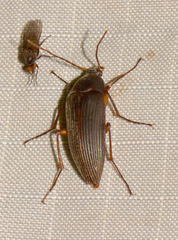 Androchirus erythropus
