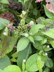 Gomphrenoideae