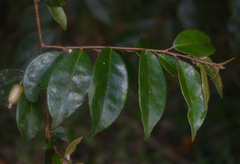 Elaeagnus triflora
