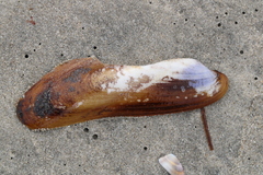 Modiolinae