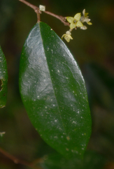 Elaeagnus triflora