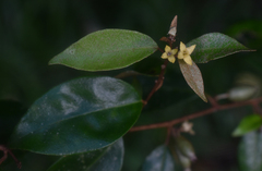 Elaeagnus triflora
