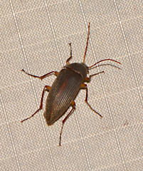 Androchirus erythropus