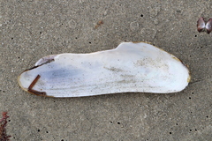 Modiolinae
