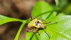 Chauliognathus plicatus