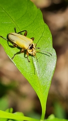 Chauliognathus plicatus