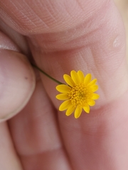 Thymophylla pentachaeta