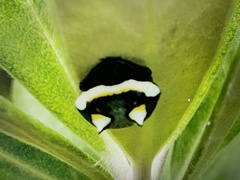 Poecilopachys australasia