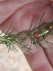 Thymophylla pentachaeta