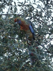 Platycercus elegans adelaidae