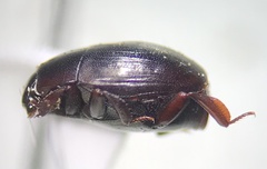 Histeridae