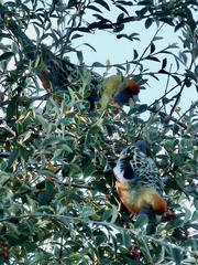 Platycercus elegans adelaidae