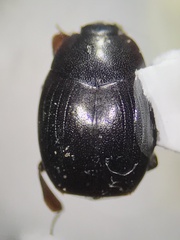 Histeridae