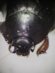 Histeridae