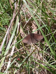 Panyapedaliodes drymaea