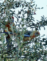 Platycercus elegans adelaidae