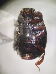 Histeridae