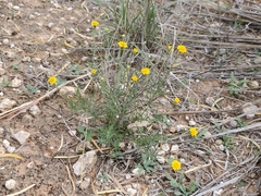 Thymophylla pentachaeta