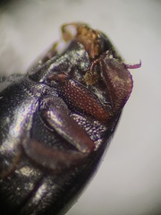 Histeridae