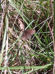 Panyapedaliodes drymaea